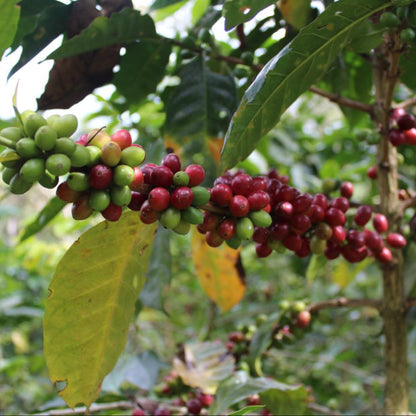 DECAF COLOMBIA La Mariposa