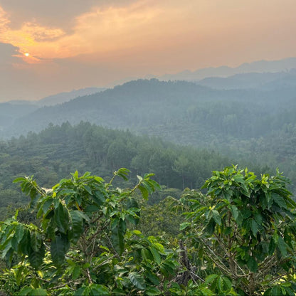 GUATEMALA COBAN Finca Santa Isabel