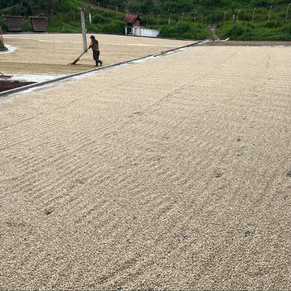 GUATEMALA COBAN Finca Santa Isabel