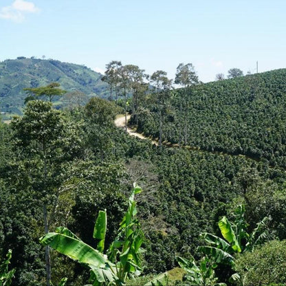 COLOMBIA HUILA Burbujas